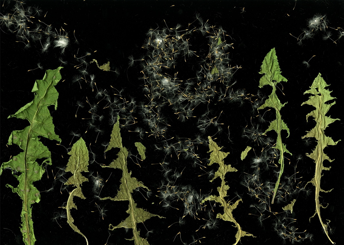 сканограмма