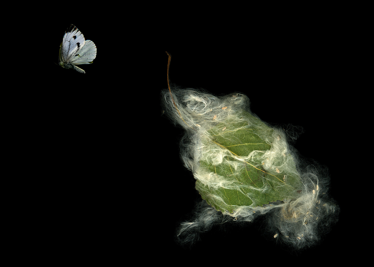 сканограмма